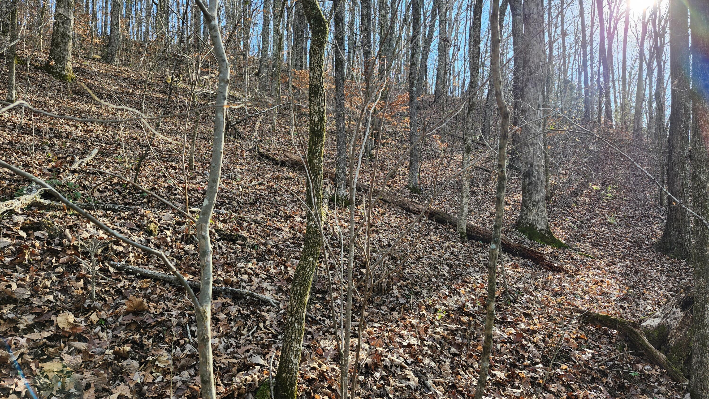 496 Hancock (5-acre Portion) Road Jasper, TN 37347 - Photo 3 of 20 20251212_141131