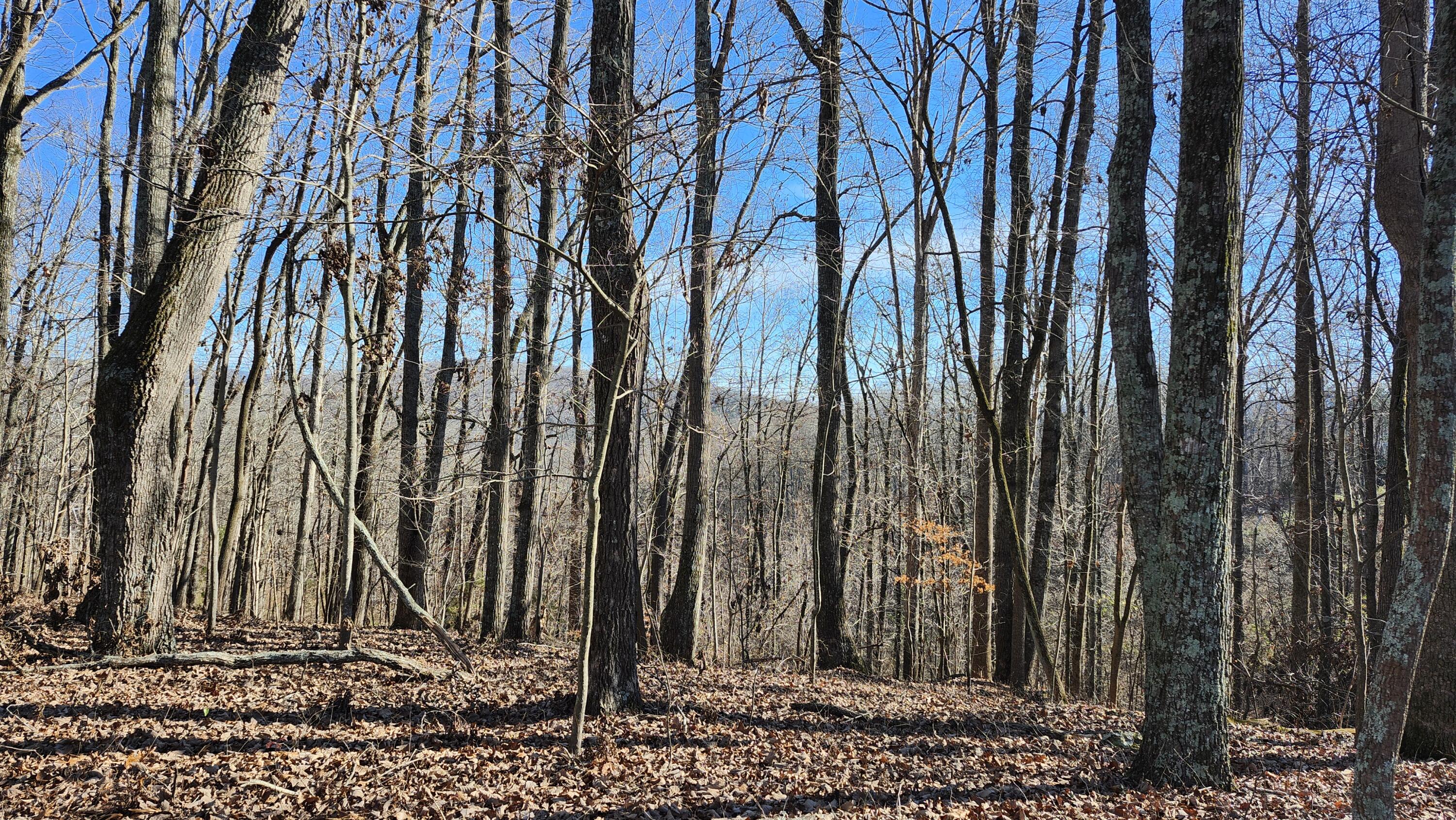 496 Hancock (5-acre Portion) Road Jasper, TN 37347 - Photo 7 of 20 20251213_125947