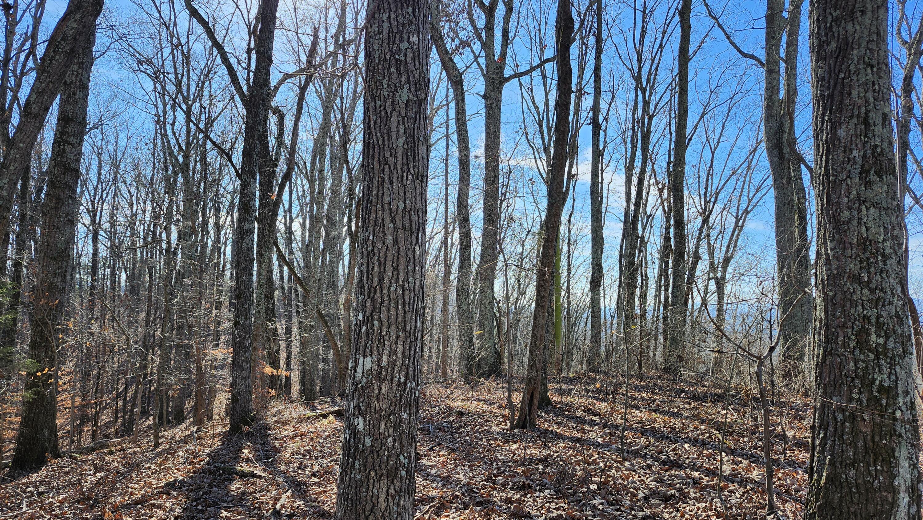 496 Hancock (5-acre Portion) Road Jasper, TN 37347 - Photo 8 of 20 20251213_125957 1