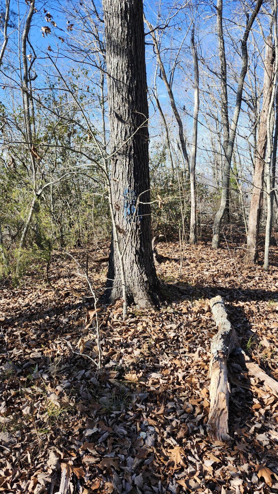 496 Hancock (5-acre Portion) Road Jasper, TN 37347 - Photo 9 of 20 20251213_130920