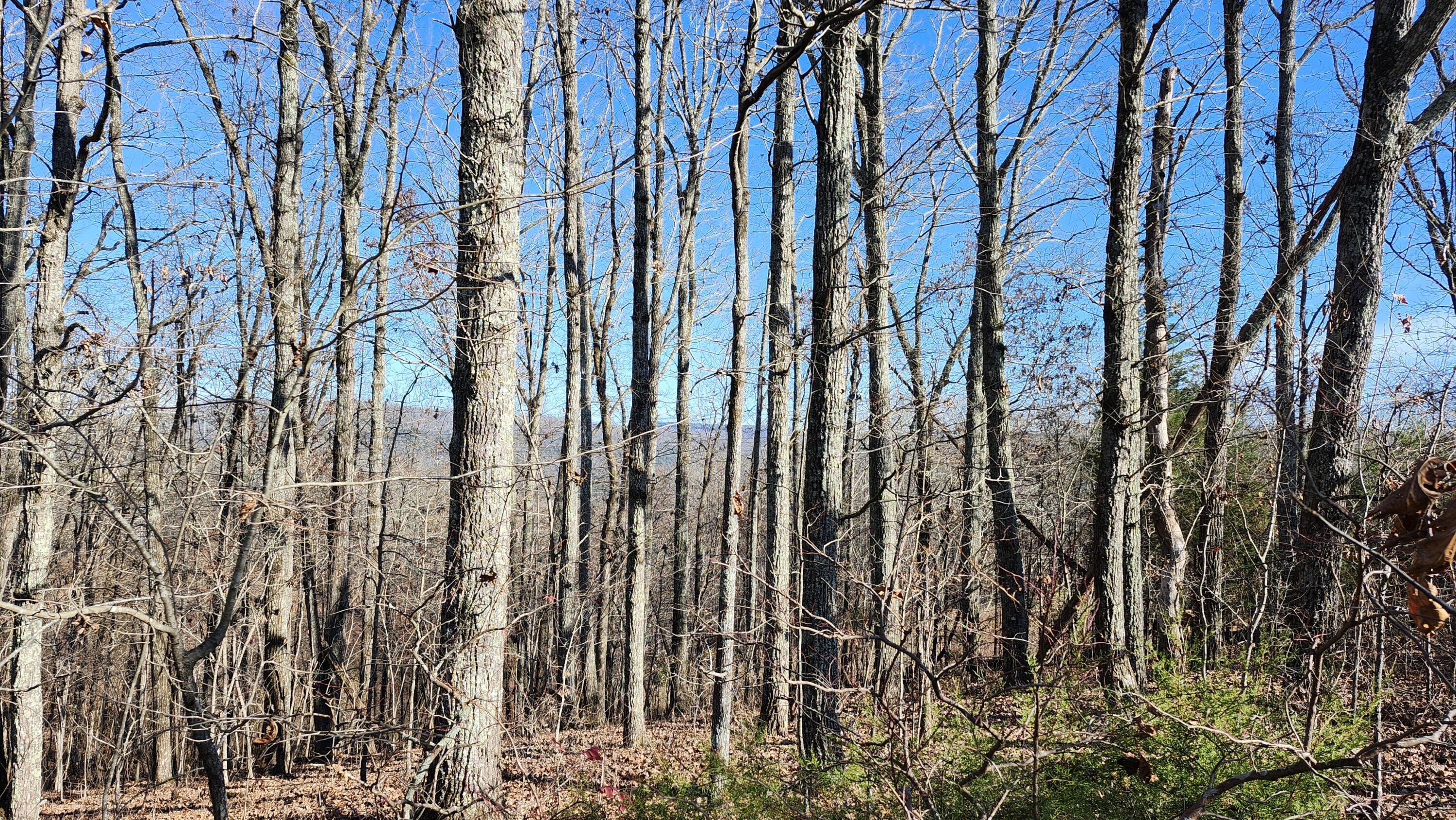 496 Hancock (5-acre Portion) Road Jasper, TN 37347 - Photo 10 of 20 20251213_131028