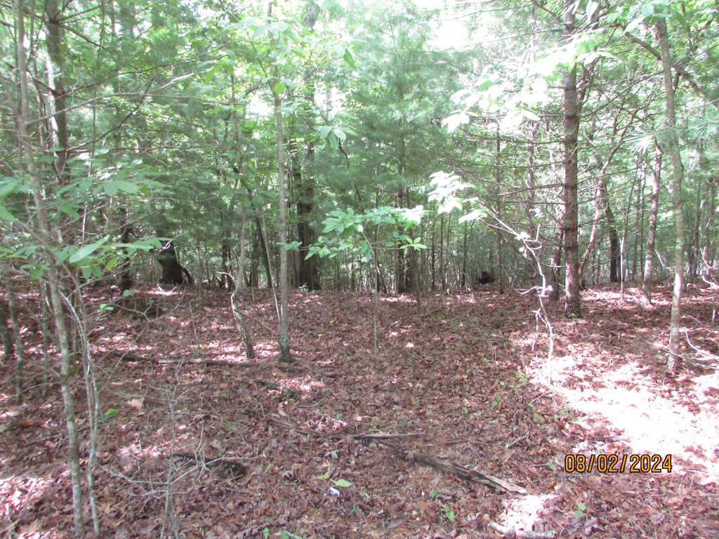 0 Carter Cove Road Hayesville, NC 28904 - Photo 4 of 6 Gallery Image 4