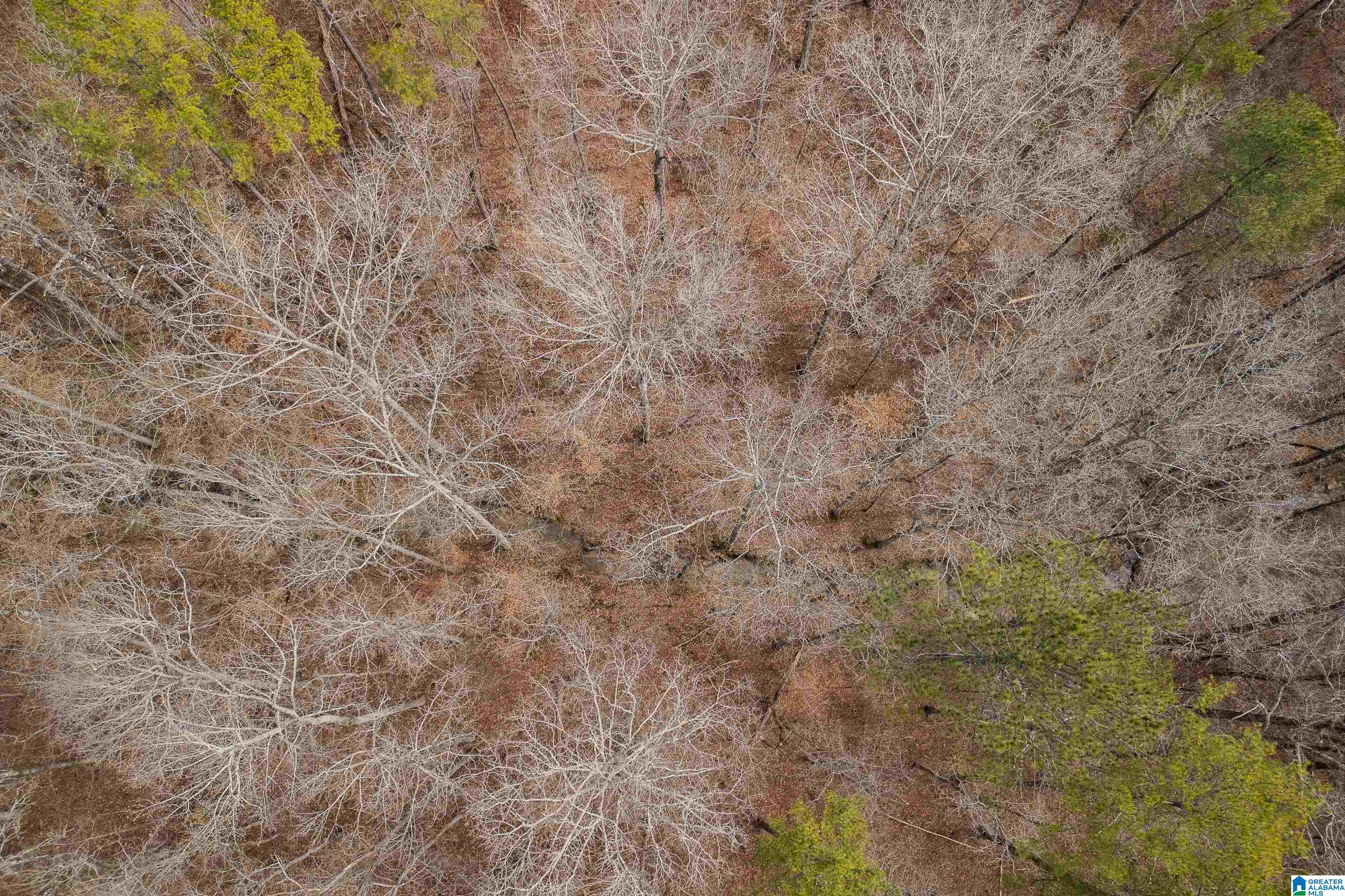 2050 Argo Margaret Road Odenville, AL 35120 - Photo 48 of 61