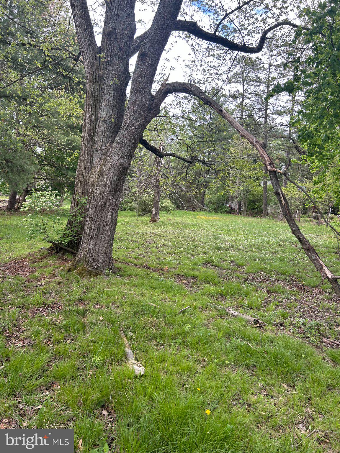 0 Laurel Road Orwigsburg, PA 17961 - Photo 6 of 10 Whimsical tree in lush greenery.