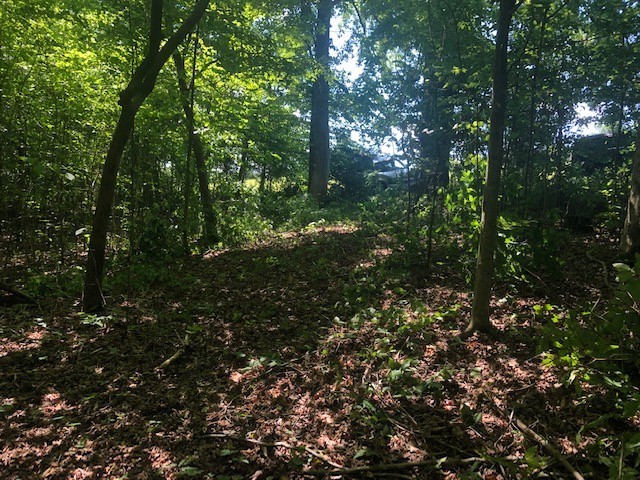 4 West Lick Creek Road Primm Springs, TN 38476 - Photo 3 of 13 a view of forest