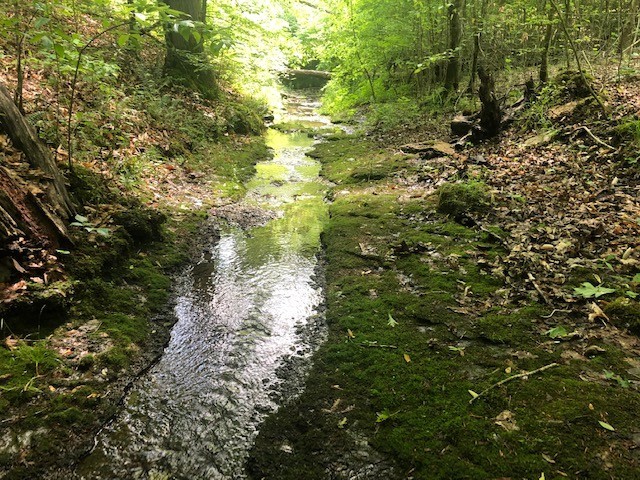 4 West Lick Creek Road Primm Springs, TN 38476 - Photo 7 of 13 a view of a forest with a tree