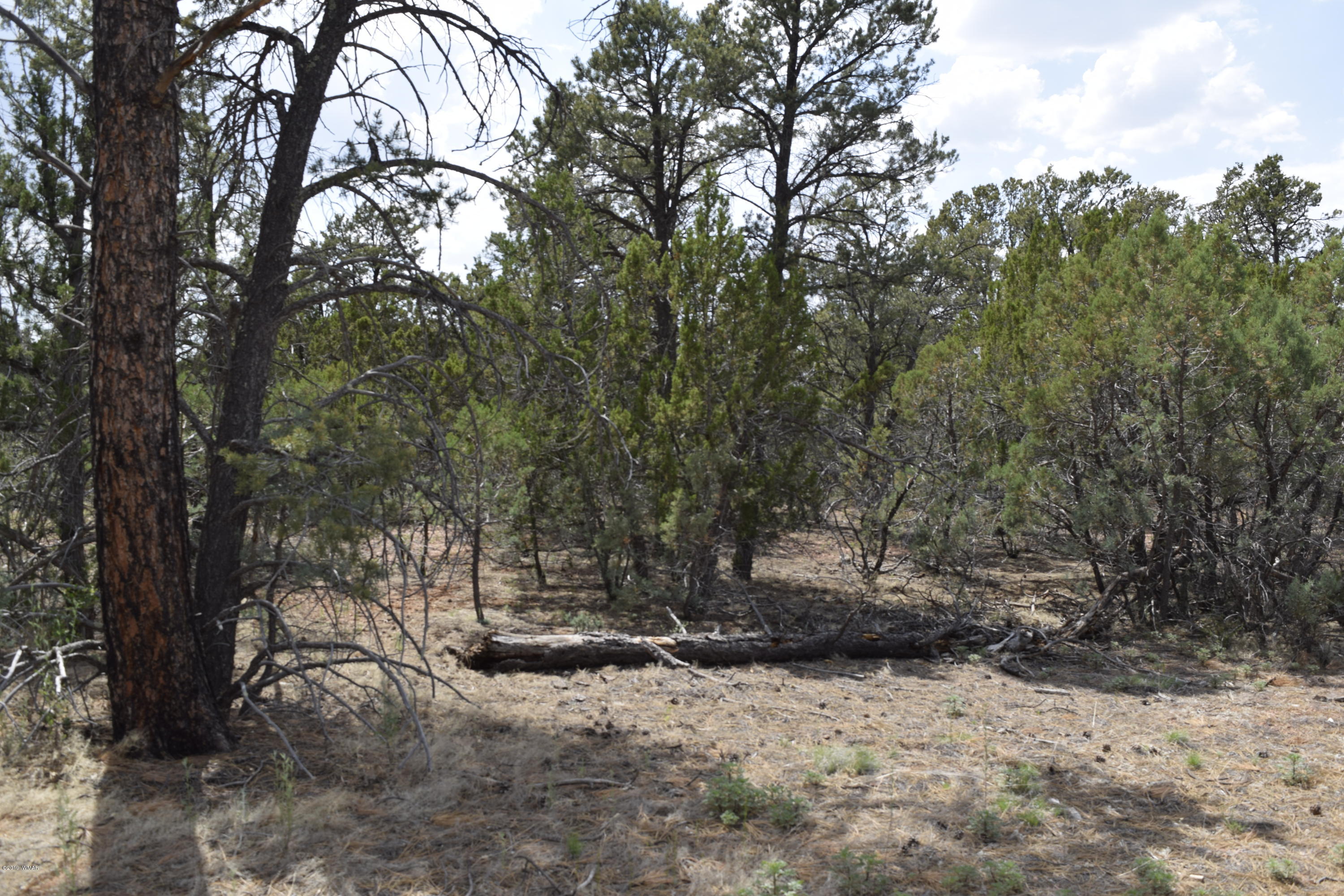 3338 Rustic Court Overgaard, AZ 85933 - Photo 4 of 10 Gallery Image 4