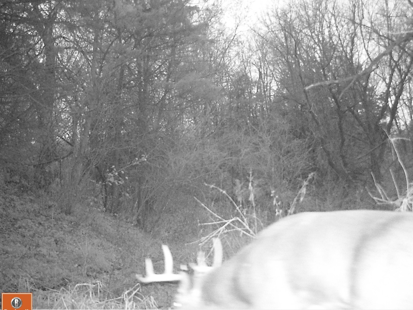 5670 Town Line Road Leaf River, IL 61047 - Photo 23 of 24 a close up of a white marble
