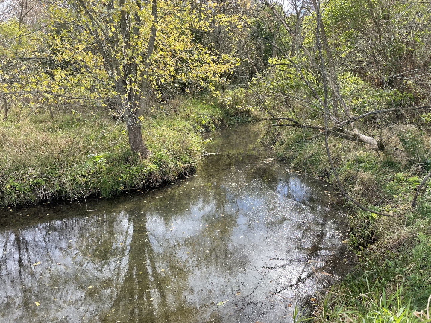 5670 Town Line Road Leaf River, IL 61047 - Photo 6 of 24 a view of a lake with large trees