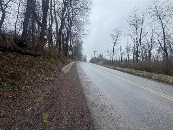 a road view with large trees
