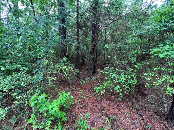 a view of a garden with lots of trees