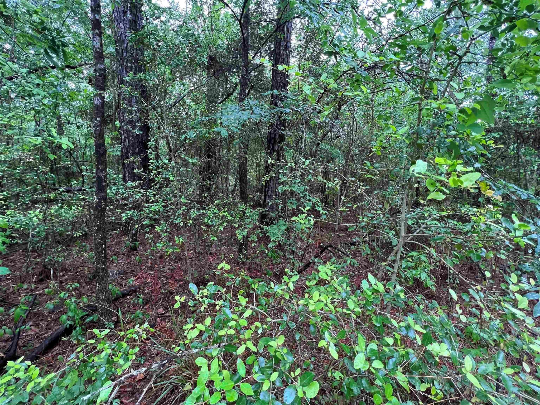 2 Parkside Brookeland, TX 75931 - Photo 4 of 5 a view of a lush green forest