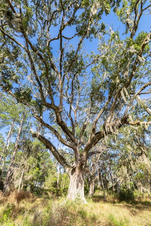 0 Oak Bluff Road Southeast McRae-Helena, GA 31037 - Photo 36 of 46