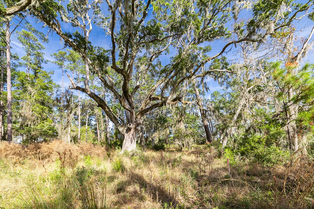 0 Oak Bluff Road Southeast McRae-Helena, GA 31037 - Photo 37 of 46