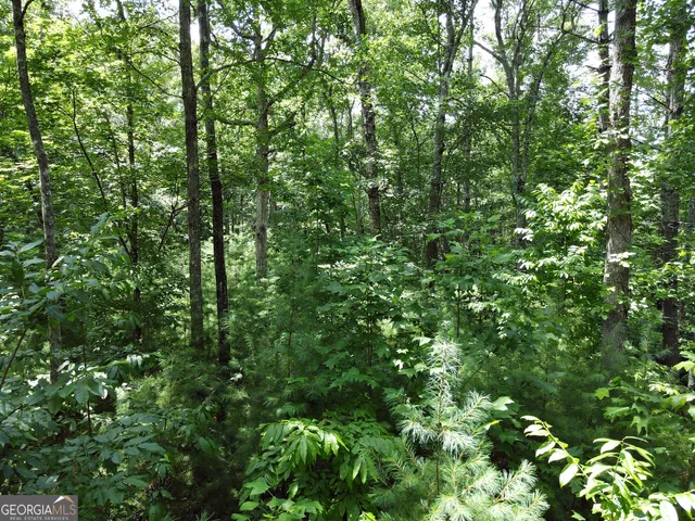 a view of a lush green forest