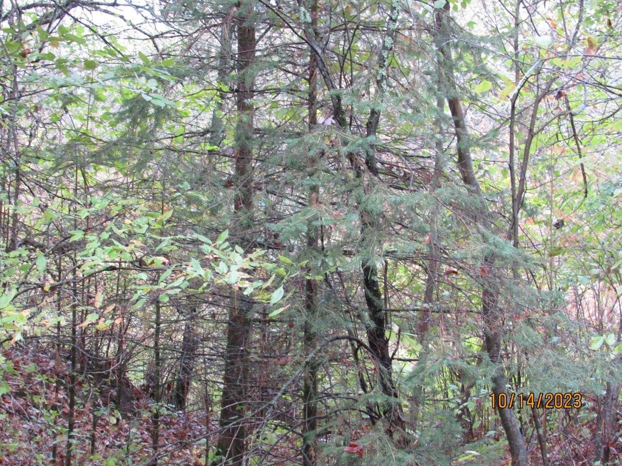 Off Mill Road Ogema, WI 54459 - Photo 5 of 24 Gallery Image 5