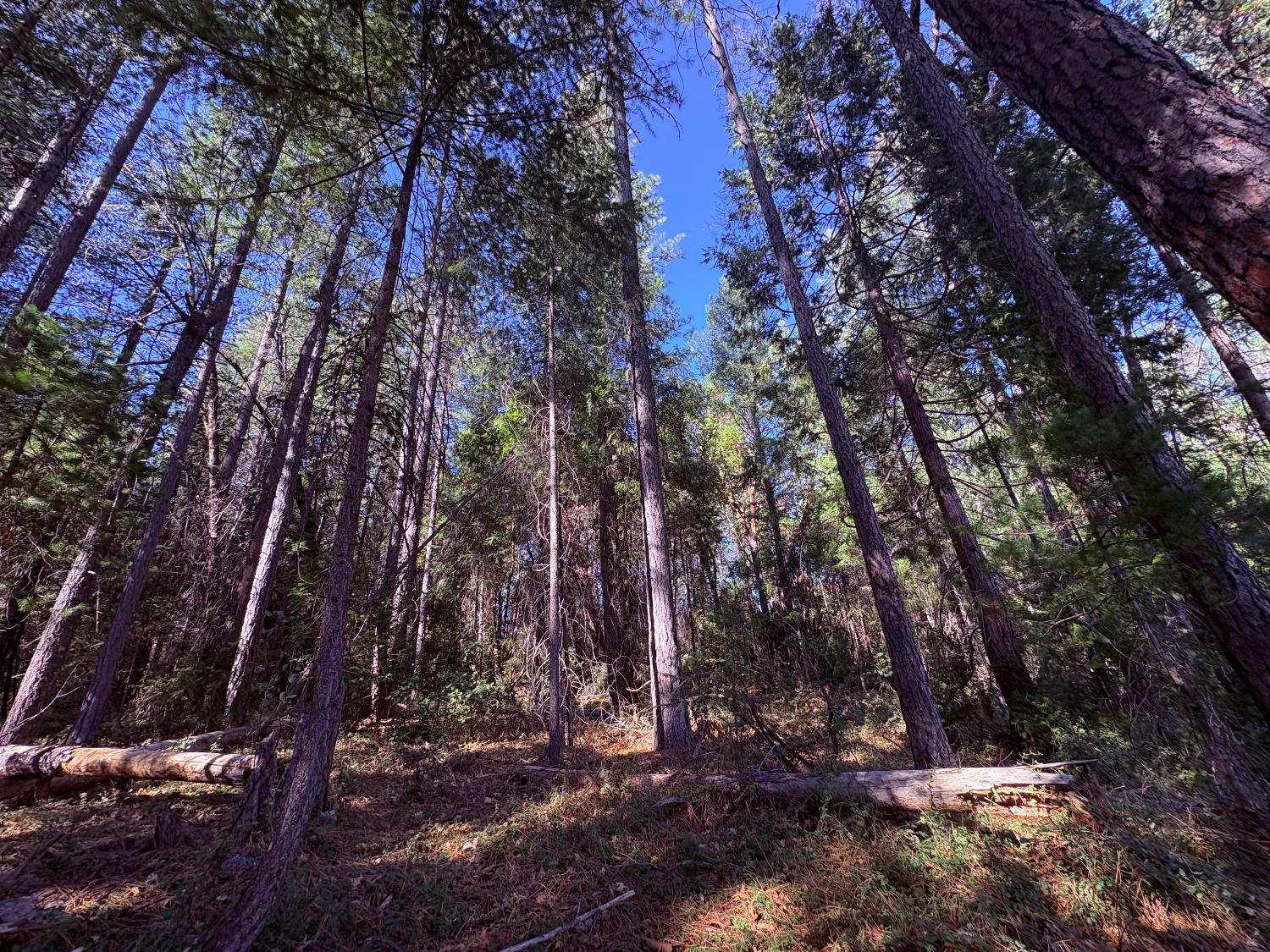 18853 North Canyon Road Nevada City, CA 95959 - Photo 7 of 7 a view of a forest