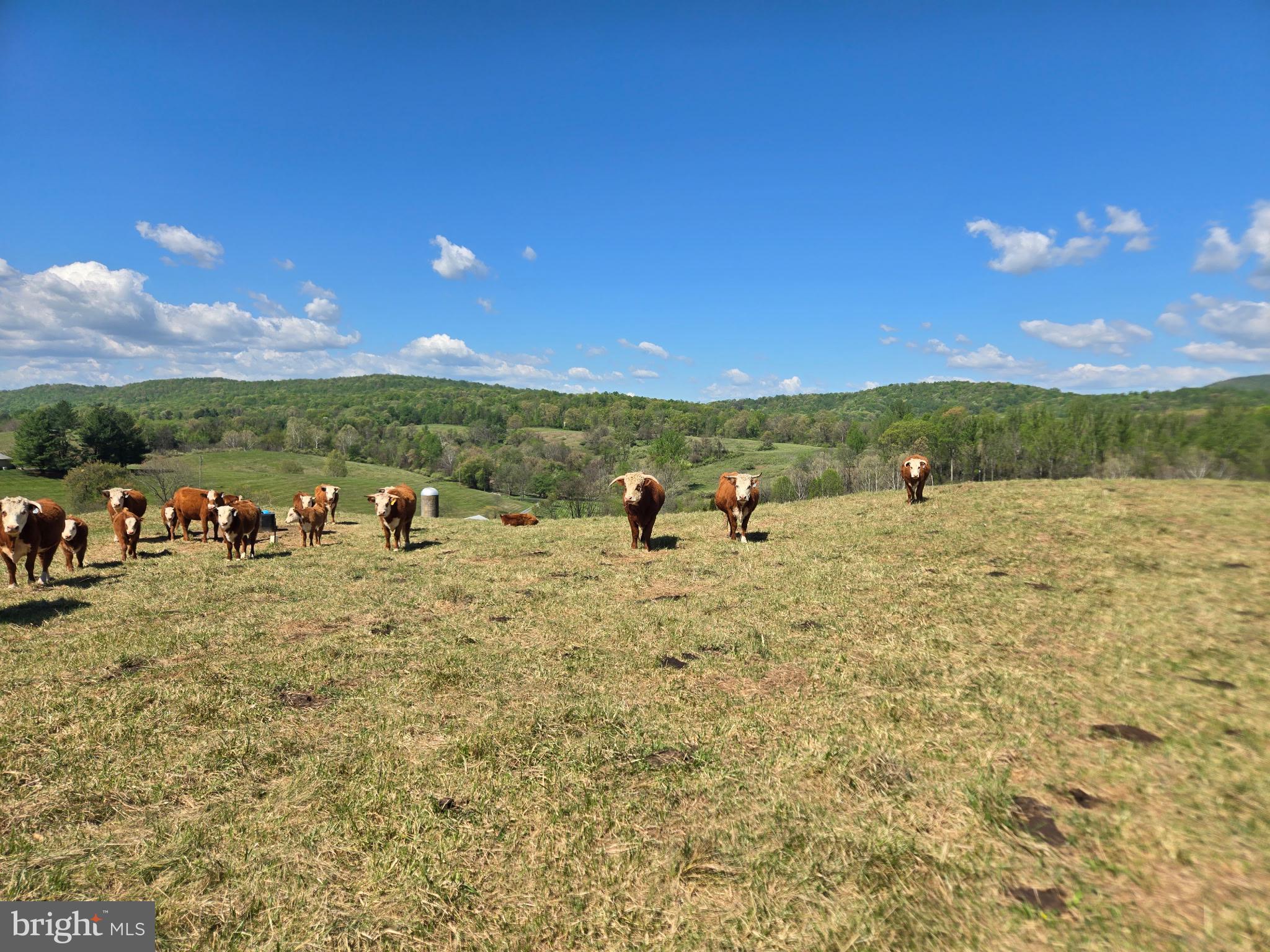 3459 Carrington Road Delaplane, VA 20144 - Photo 86 of 91 Field with Herefords