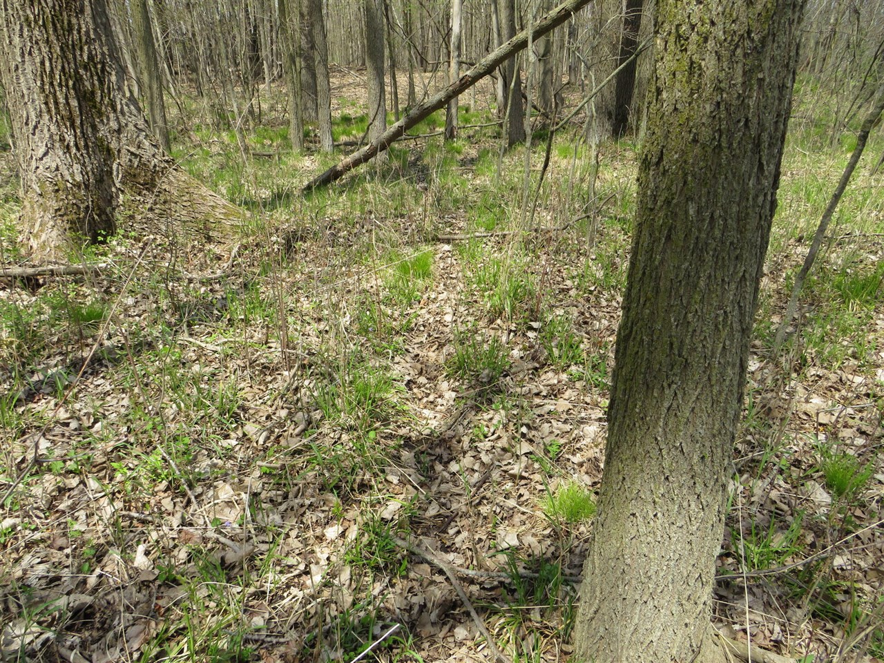 Peoples Road Blanchard, MI 49310 - Photo 8 of 26