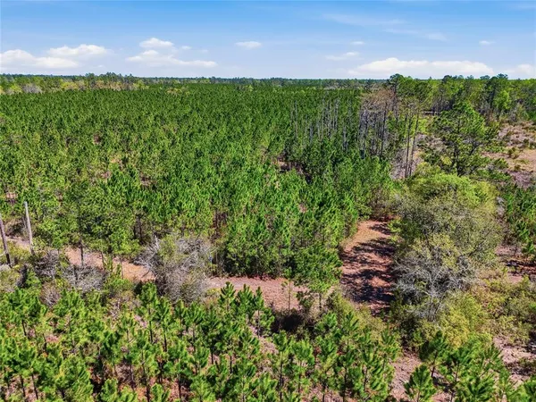 a view of a bunch of plants and trees in the background