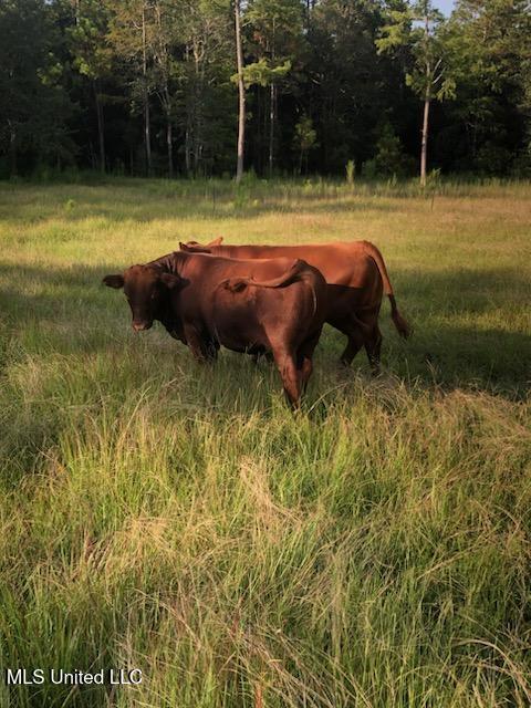 1 Humphrey Road Vancleave, MS 39565 - Photo 18 of 27 HUMPHREY_PICS_CATTLE_14