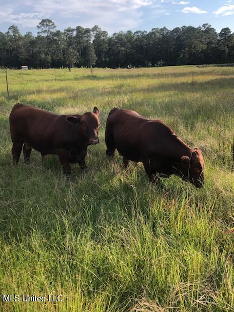 1 Humphrey Road Vancleave, MS 39565 - Photo 19 of 27 HUMPHREY_PICS_CATTLE_15