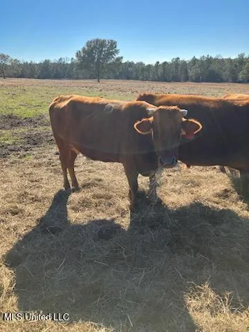 $1,495,000 | 1 Humphrey Road, Vancleave, MS 39565