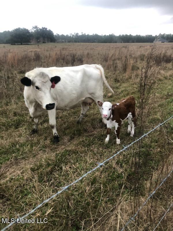 1 Humphrey Road Vancleave, MS 39565 - Photo 21 of 27 HUMPHREY_PICS_CATTLE_17