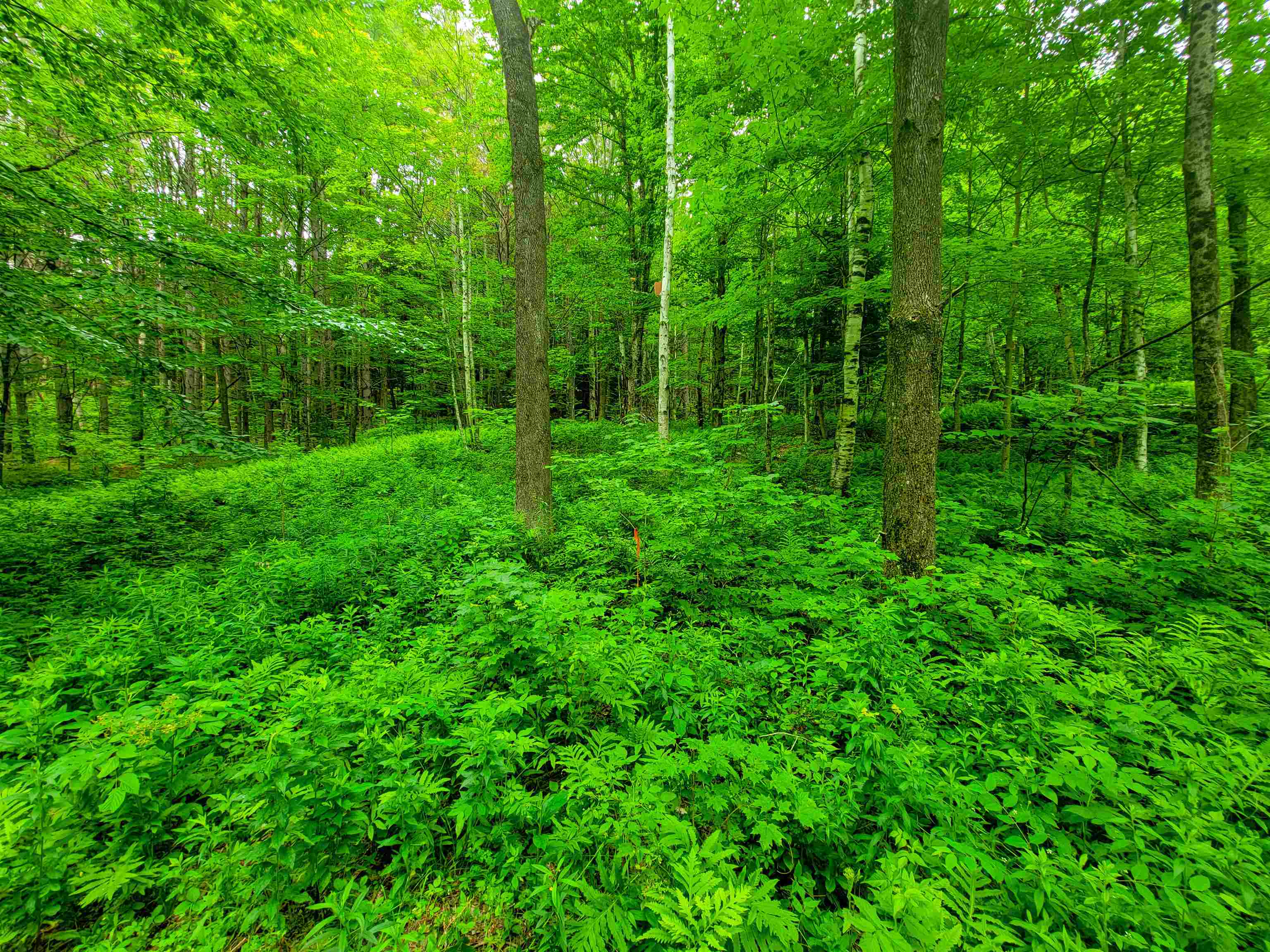 3745 Vt-100 Warren, VT 05674 - Photo 17 of 60