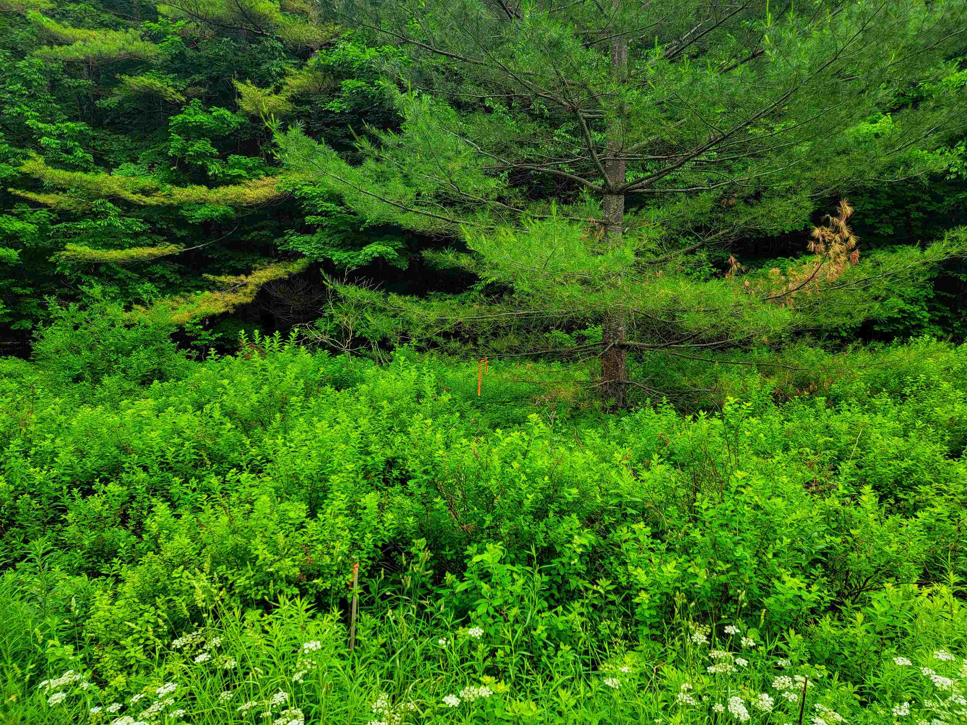 3745 Vt-100 Warren, VT 05674 - Photo 6 of 60