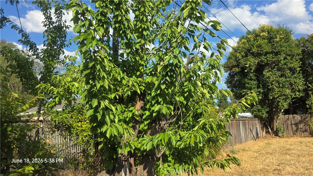 39 Franciscan Way Chico, CA 95973 - Photo 34 of 37 Cherry Tree
