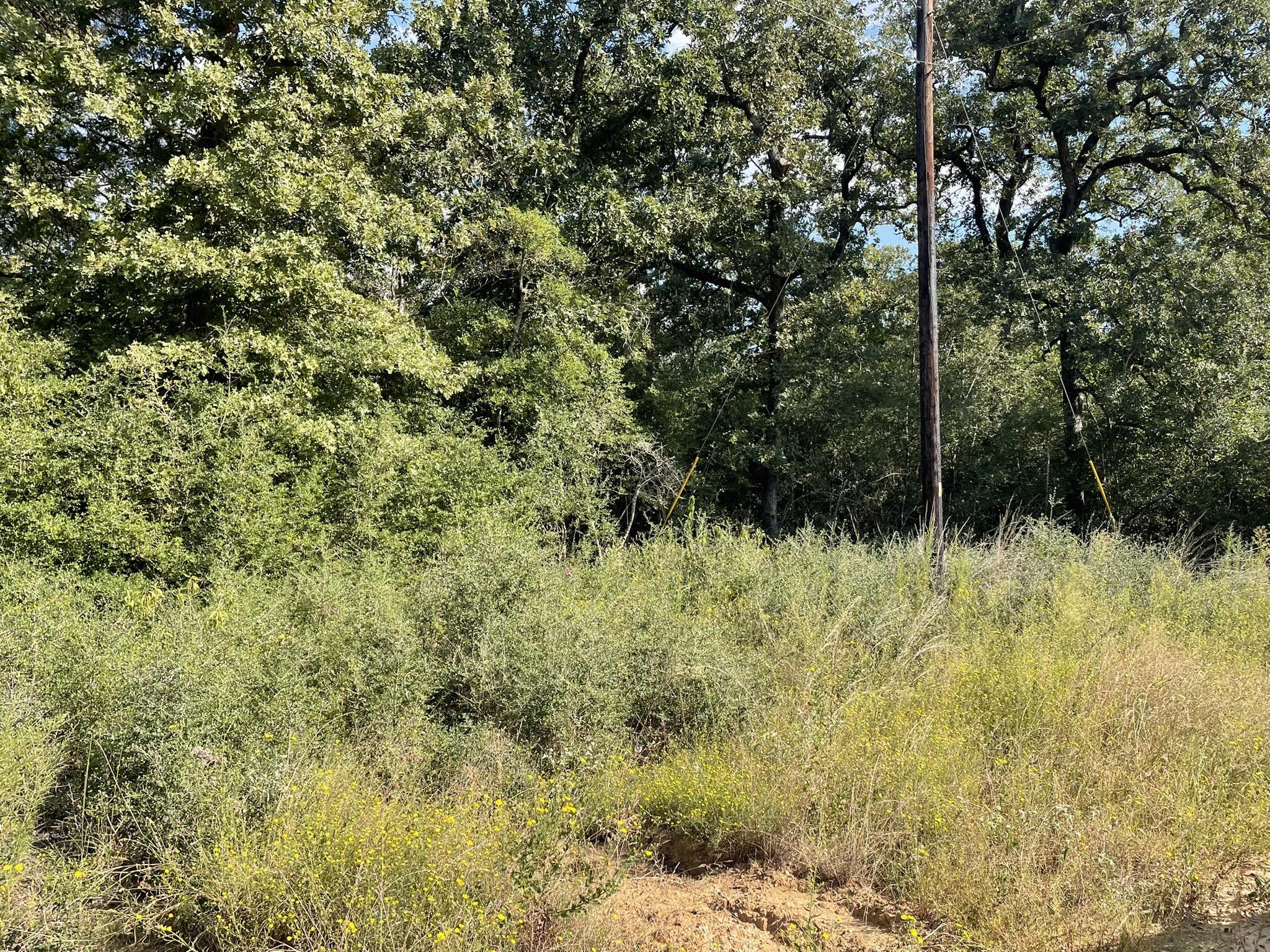 31 Ranch Road Drive Normangee, TX 77871 - Photo 4 of 17 a view of beach and trees
