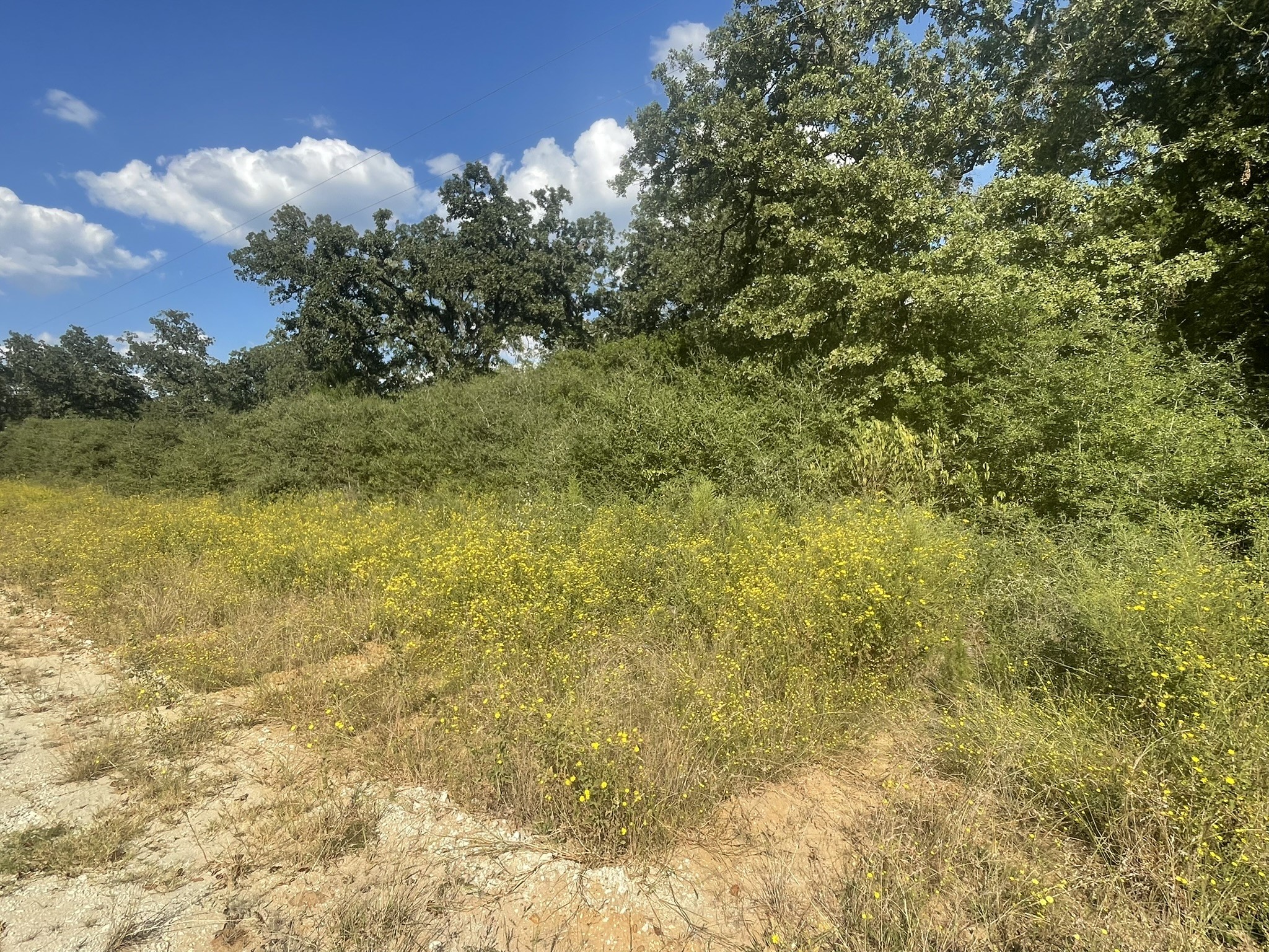 31 Ranch Road Drive Normangee, TX 77871 - Photo 5 of 17