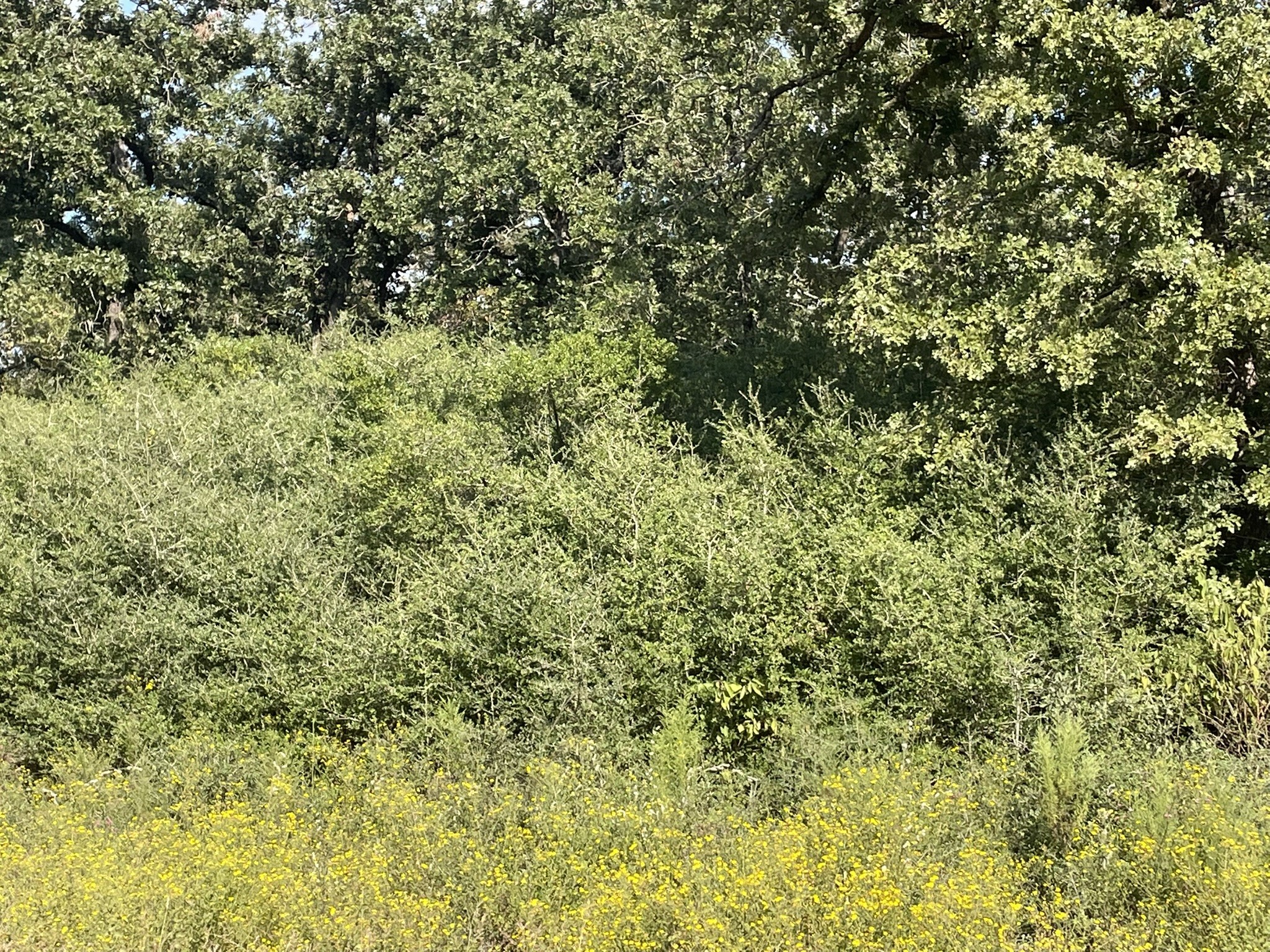 31 Ranch Road Drive Normangee, TX 77871 - Photo 6 of 17 a view of a lush green field