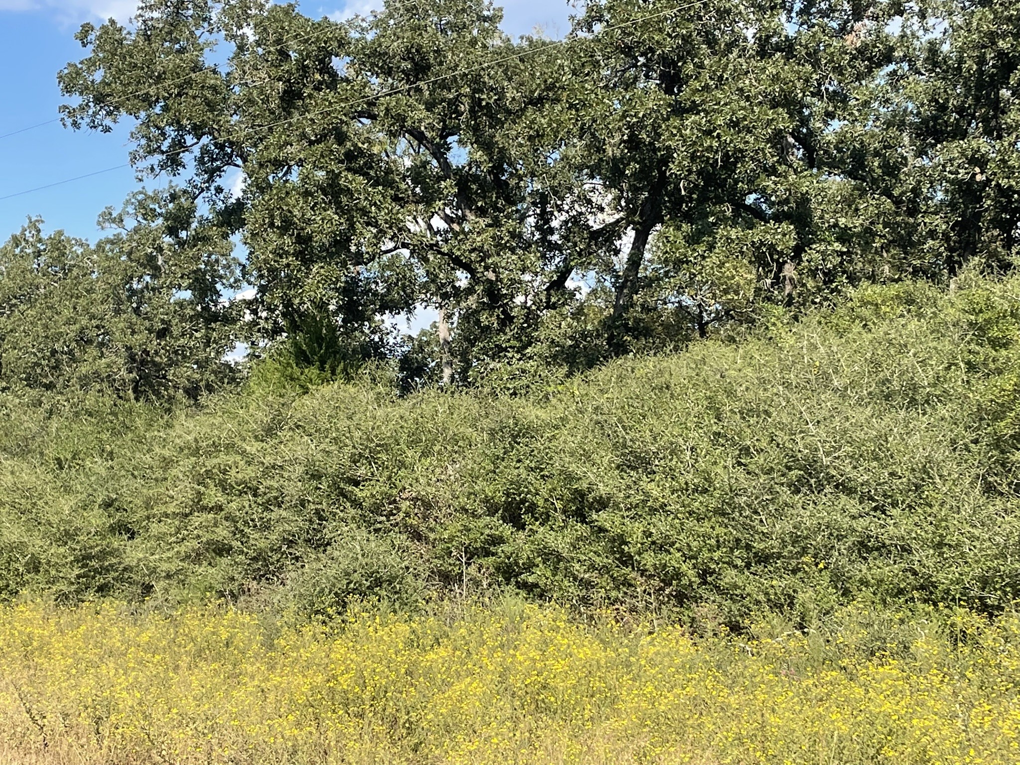 31 Ranch Road Drive Normangee, TX 77871 - Photo 7 of 17 a view of a big yard with large trees