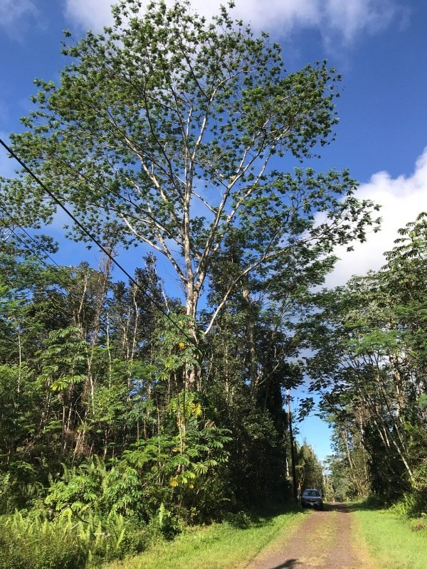 Pakalana Road Pahoa, HI 96778 - Photo 2 of 5 Gallery Image 2