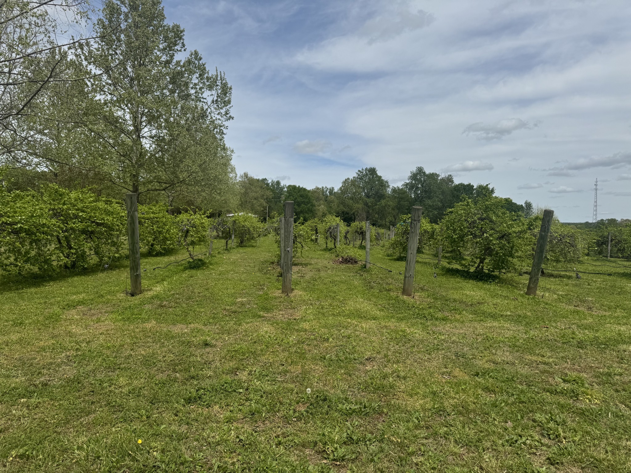 2982 Harvey Bowden Road Springville, TN 38256 - Photo 7 of 48 a view of an outdoor space and a yard