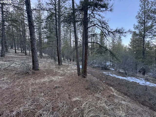 a view of a forest with trees in the background