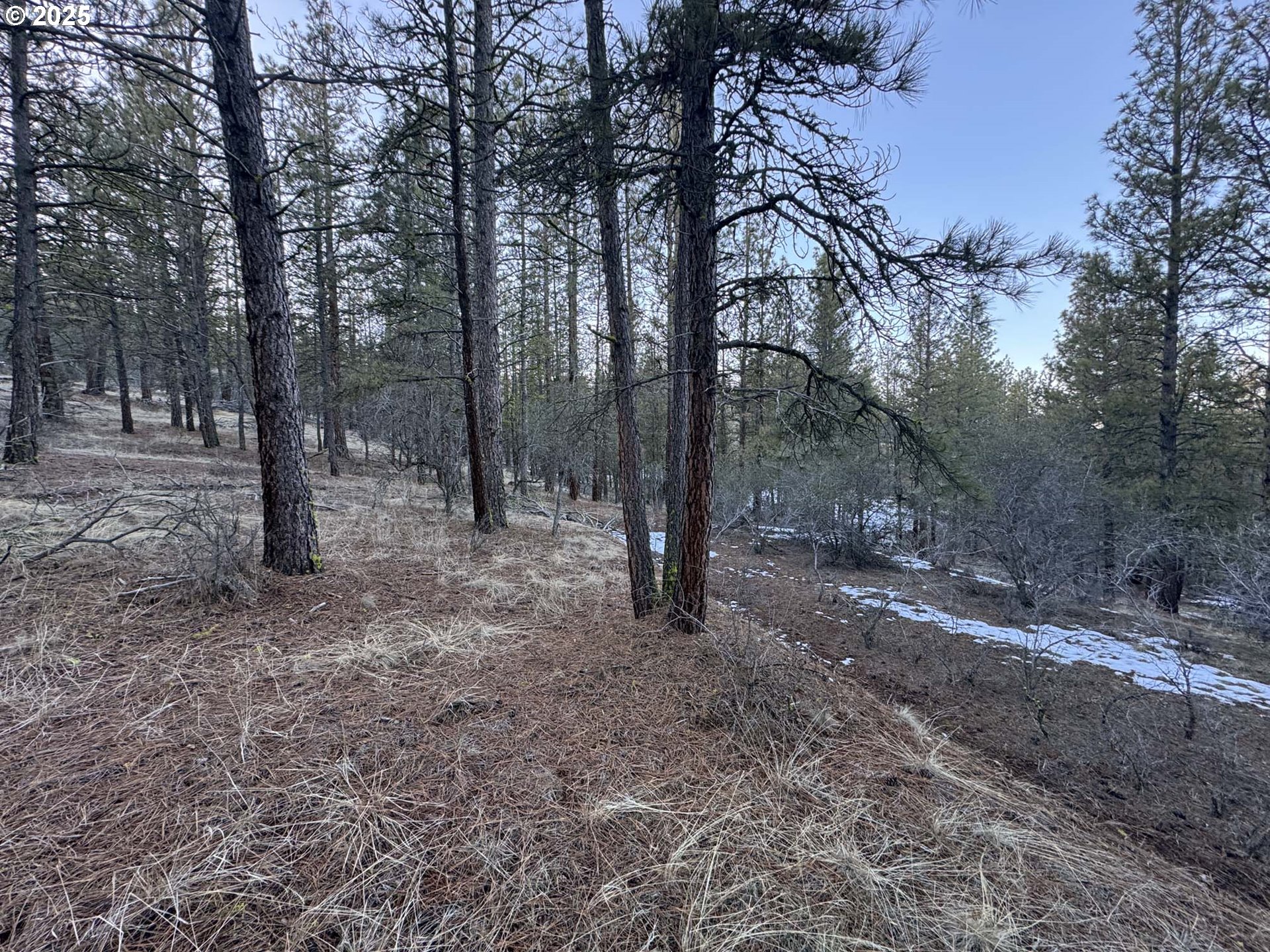 Bobcat Circle Beatty, OR 97621 - Photo 11 of 30 a view of a forest with trees