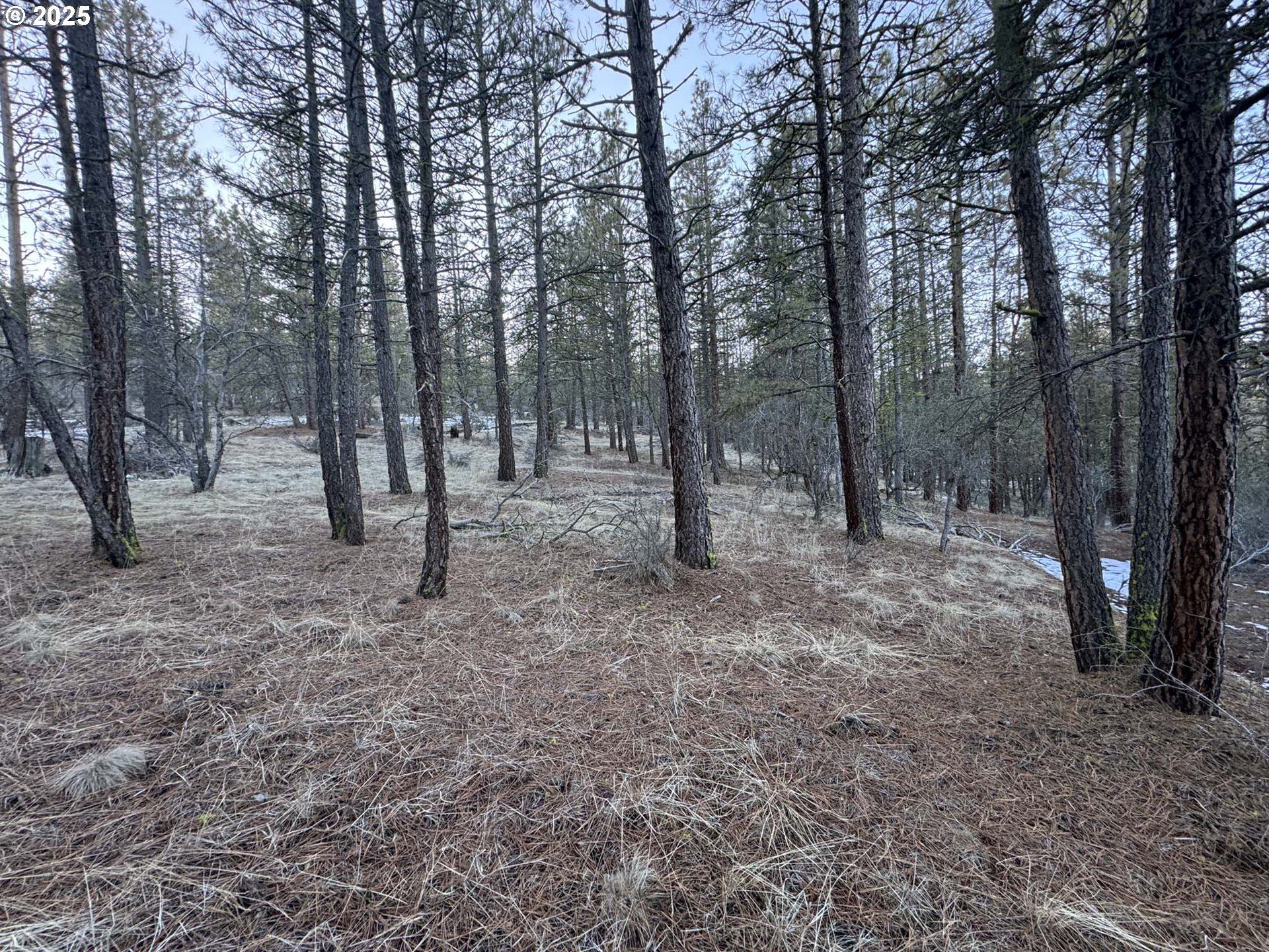 Bobcat Circle Beatty, OR 97621 - Photo 12 of 30 a view of a forest with trees in the background