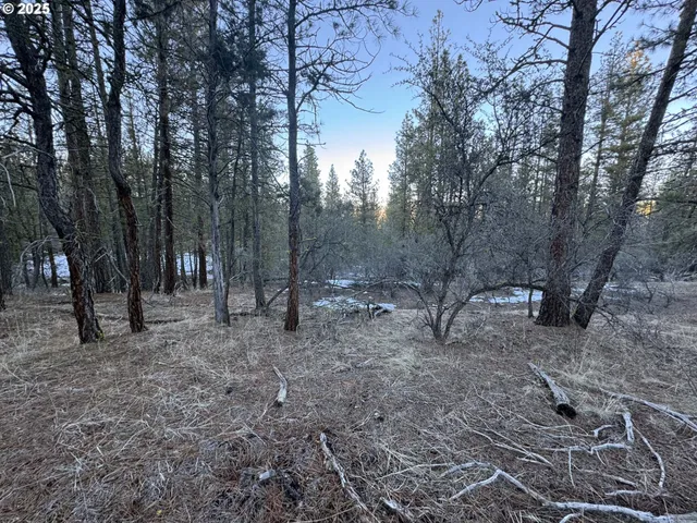a view of some trees in the forest