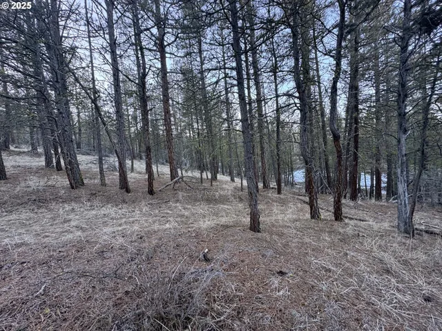 a view of a forest with trees in the background