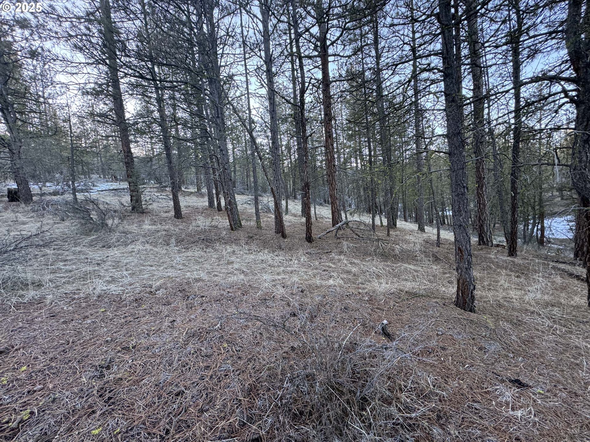 Bobcat Circle Beatty, OR 97621 - Photo 16 of 30 a view of a forest with trees in the background