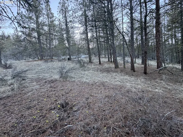 a view of a forest with trees in the background