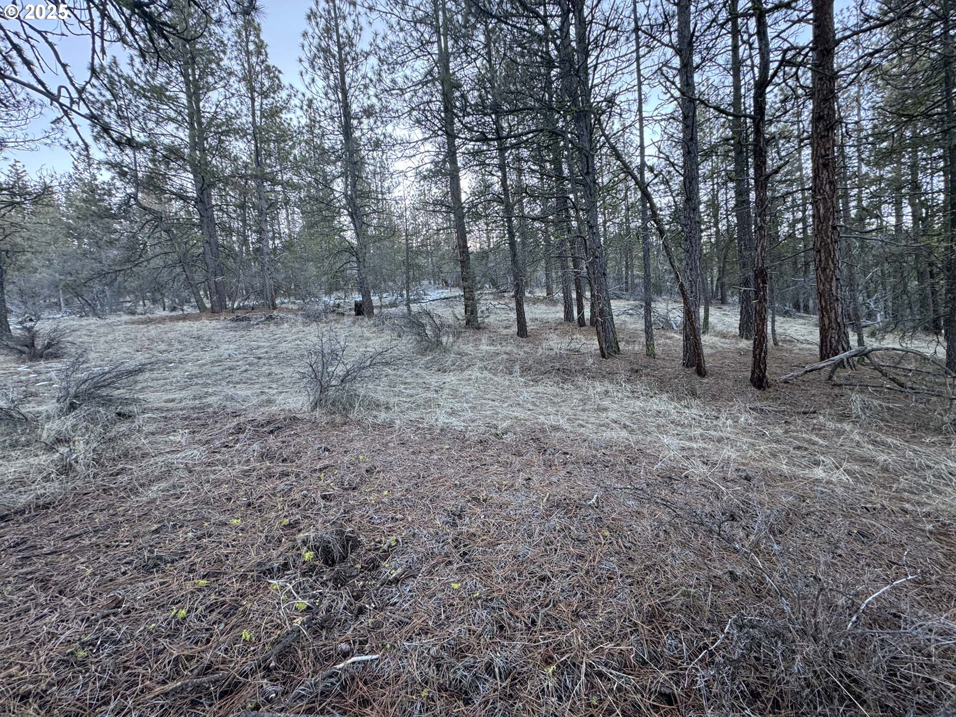 Bobcat Circle Beatty, OR 97621 - Photo 17 of 30 a view of a forest with trees in the background