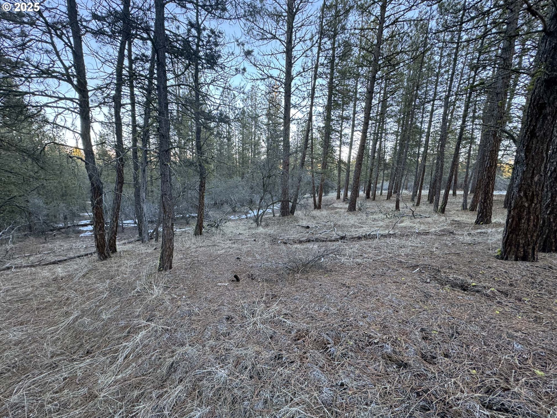 Bobcat Circle Beatty, OR 97621 - Photo 21 of 30 a view of dirt yard with a large tree