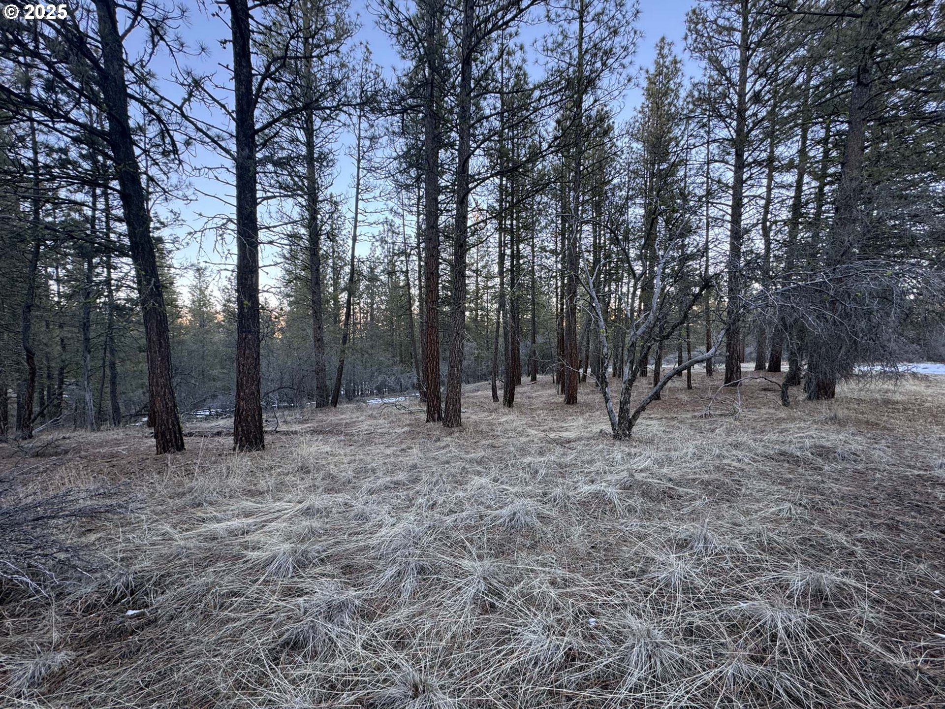 Bobcat Circle Beatty, OR 97621 - Photo 23 of 30 a view of a forest with trees in the background