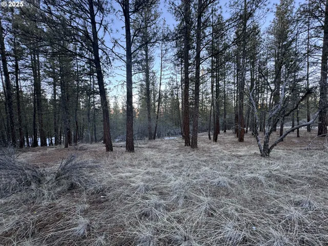 a view of a forest with trees in the background