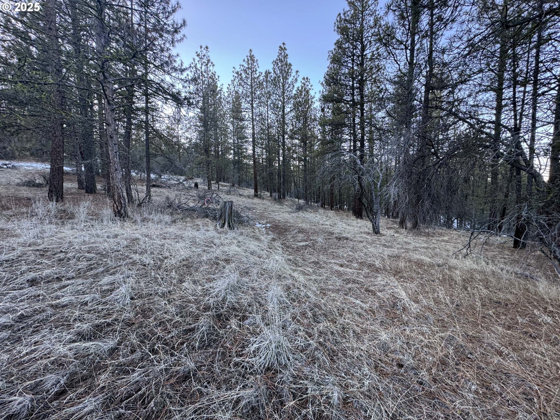 Bobcat Circle Beatty, OR 97621 - Photo 25 of 30 a view of a forest with trees in the background