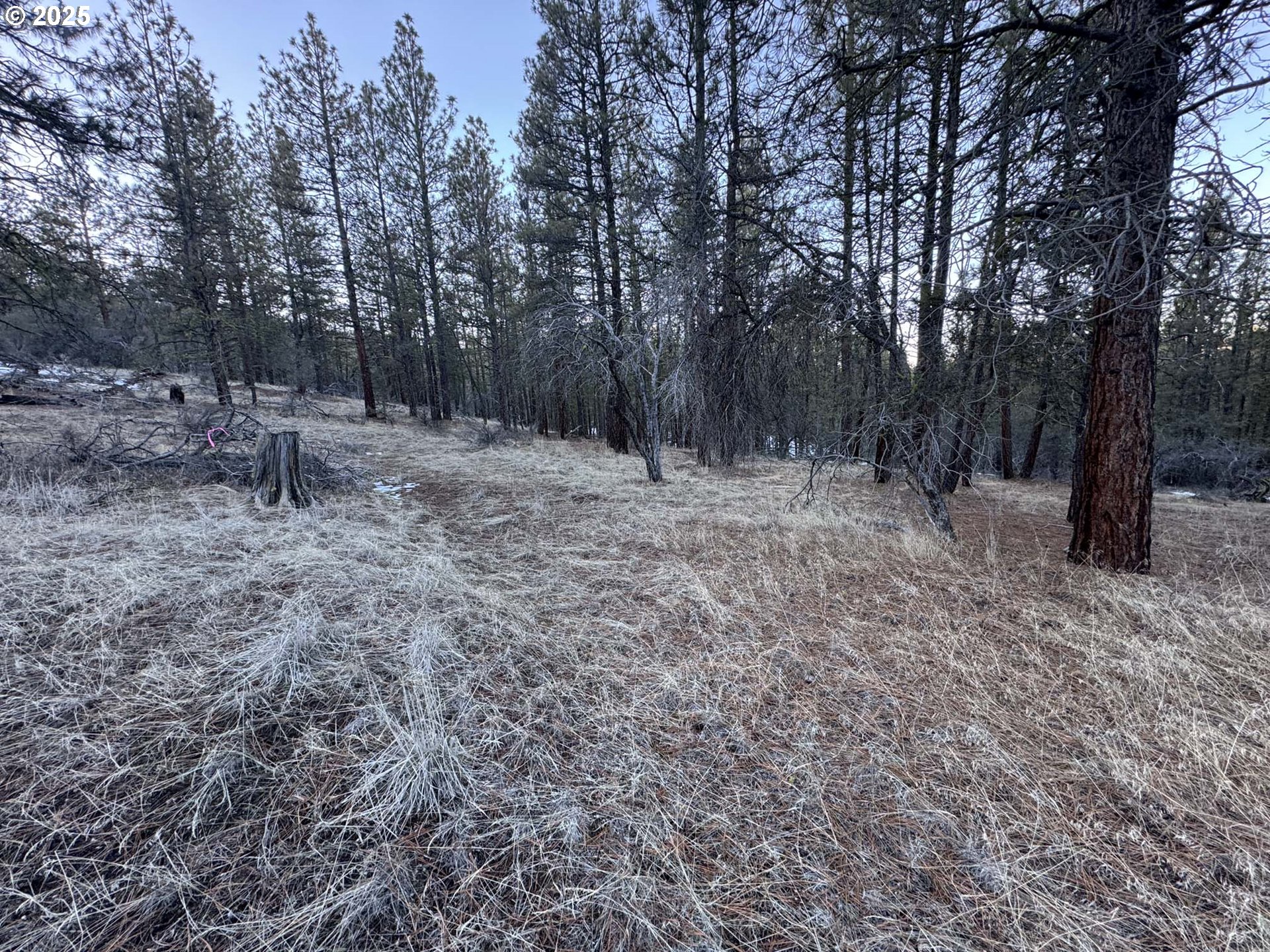 Bobcat Circle Beatty, OR 97621 - Photo 26 of 30 a view of a forest with trees in the background